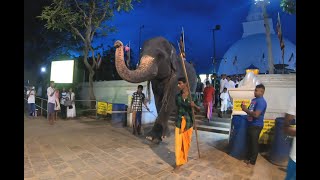 Sri Lankan Elephant Worships Kirivehera Temple Katharagama [upl. by Esaertal]