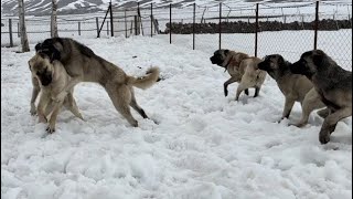 ORTALIK KARIŞTI BERAZ ATEŞE SALDIRINCA ZALIMLA ATEŞ BERAZA DALDILAR köydeyaşam [upl. by Cavil]