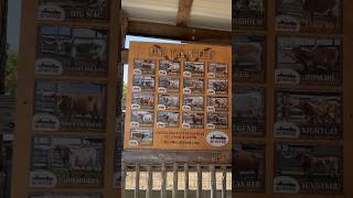 Fort Worth Stockyards  Cattle Drive [upl. by Lyreb]