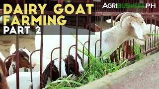 Gold in Goats  Texas Goat Industry [upl. by Akinhoj]