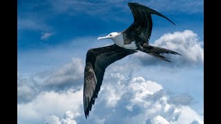 quotFrigate Feats Sailing the Skies with Natures Aerial Marinersquot [upl. by Yllier]