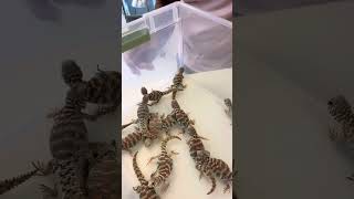 How To Buy A Uromastyx [upl. by Eimilb899]