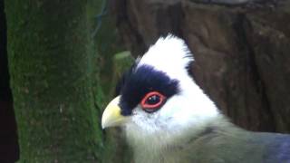 white crested turaco sings [upl. by Durant]