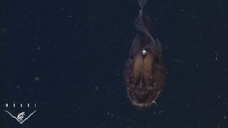 The anglerfish The original approach to deepsea fishing [upl. by Rothenberg]