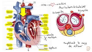 Le système cardiovasculaire [upl. by Ainsworth]