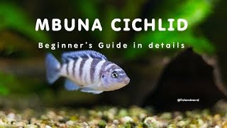 MBUNA CICHLIDS CARE GUIDE  AFRICAN CICHLIDS  MALAWI FISH [upl. by Iney882]