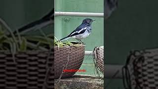 vlog minivlog kingfisher birdsounds birdneelkanthkoyal nestgardensyoutubeshorts [upl. by Mina]