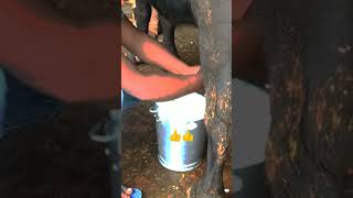 Murrah buffalo milking buffalo cow youtube farming shorts dairy milking [upl. by Yeniar]