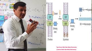 Cholesterol Synthesis Regulation [upl. by Asela958]