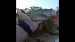 A small but girthy largemouth bass [upl. by Fin943]