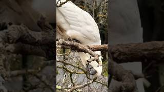 The incredible strength and focus of cockatoos [upl. by Griz]