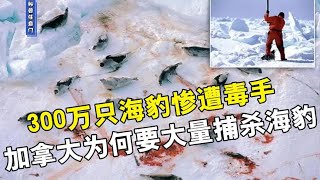 七年来300万只海豹惨遭毒手，加拿大为何要大量捕杀海豹？【科普任意门】 [upl. by Attelra]