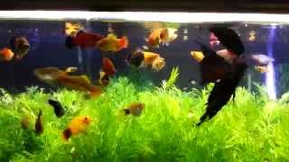 250 gallons live aquarium planted tank with platy fish [upl. by Yensehc]