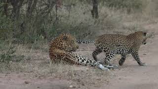 Female leopard performs mating ritual [upl. by Aerdnna]