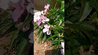 ruellia plant care and tips how to take care gardening flowers gardeningknowhow bonsai plants [upl. by Yuille499]