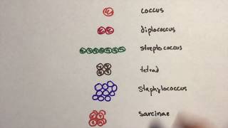 Microbiology  Arrangement Of Cocci Bacteria [upl. by Whatley]