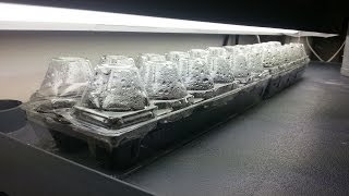 Starting Seeds in EggLands Best Cage Free Egg Carton  How to grow  Augusts Edible Patio [upl. by Curkell]