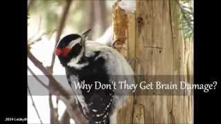 Woodpeckers Pt1  Why They Dont Get Brain Damage [upl. by Zadoc]