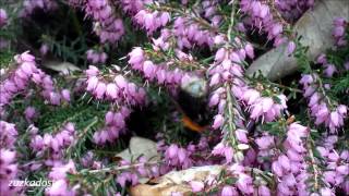 Čmelák skalní  Pyromomus lapidarius  Čmelák zemní  Bombus terrestris [upl. by Haley386]