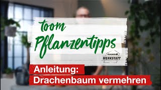 toom Pflanzentipps – Anleitung Drachenbaum vermehren  toom Baumarkt [upl. by Minton]