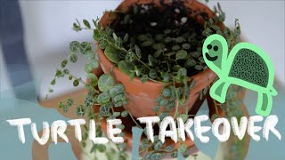 Peperomia Prostrata Care for Beginners [upl. by Ramed]