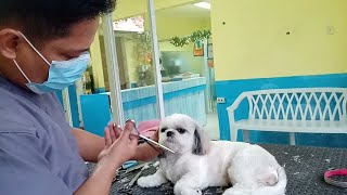 GROOMING MY REGULAR CLIENT  FIFI THE SHIH TZU [upl. by Notnirt]