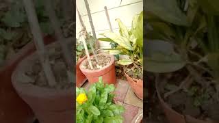 Indoor plant  Kiranpreet few clicks away to win his Free terrace garden  nurserylive [upl. by Enninaej]