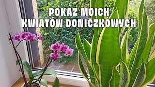 Moje Wszystkie Kwiaty Doniczkowe Które Uprawiam w Domu [upl. by Cash]