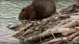 How Do Beavers Build A Dam  BBC [upl. by Enirak]