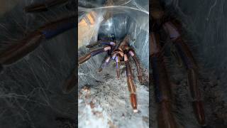 Electric Blue Tarantulas are BUILT DIFFERENT 😱 [upl. by Pall]