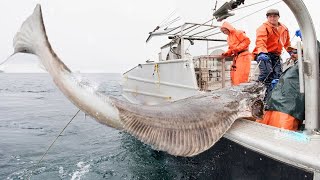 Amazing Fastest Giant Halibut Fishing longline on the sea Halibut Fillet Processing Skills 02 [upl. by Michi]