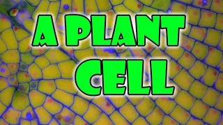 Plant Cell  Parts of a Plant Cells [upl. by Rep]