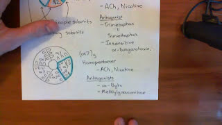 Introduction to Nicotinic Acetylcholine Receptors Part 4 [upl. by Nalorac932]