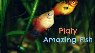 Platy Amazing Fish [upl. by Wattenberg]