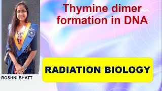 Thymine dimer formation due to UVB radiation [upl. by Cobby]