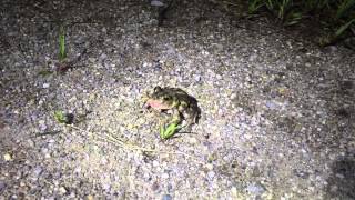 Spadefoot Toad Distress Call [upl. by Zsuedat190]