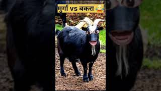 Murgavsbakraमुर्गा vs बकरा shortsvideo trending viralvideo full comdey funny cuteanimalmurga [upl. by Nyrb]