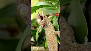 Tokay Gecko 🦎 used to Prevent AIDS ⛑️ amp Cancer🦀 [upl. by Anyat473]