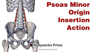 Psoas Minor Anatomy Origin Insertion and Action [upl. by Hibben]