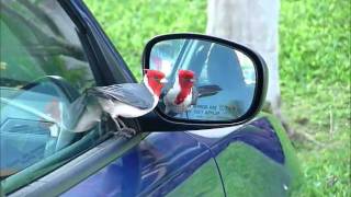 RedCrested Cardinal [upl. by Ayisan]