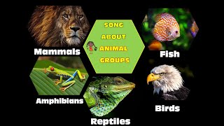 Song About Animal Groups for Children Animal Classification Vertebrates Sing and Learn Science [upl. by Zigrang]