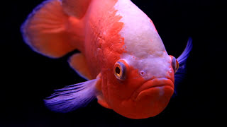 The Oscar Fish quotAstronotus ocellatusquot  One of the Worlds Most Popular Cichlids [upl. by Haff]