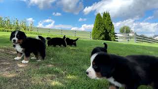 Bernese Mountain Dog Puppies Playing [upl. by Yacano]