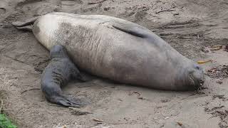 January 2022 One mom 4 pups The mother elephant seal later adopted one more pup [upl. by Lemaceon]