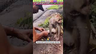 भले आदमी ने बचाई बन्दर की जान 🙏 animal animals animallover animalrescue monkey [upl. by Leumel573]