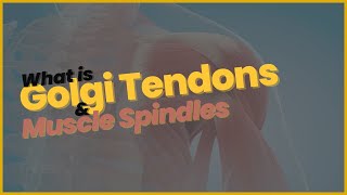 Golgi Tendons amp Muscle Spindles [upl. by Leba684]