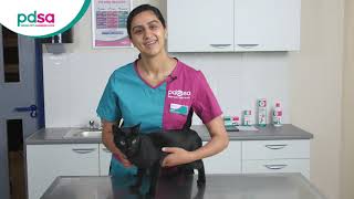 How To Apply A Spot On Flea Treatment For Your Cat PDSA Petwise Pet Health Hub [upl. by Swiercz]