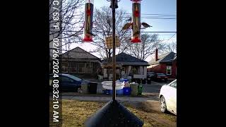 Trail Cam footage of Bird Feeder Goldfinches winter plumage [upl. by Anaahs]