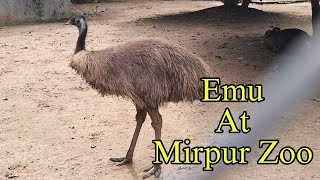 Emu Birds  Bangladesh National Zoo  ইমু পাখি [upl. by Enytsuj]