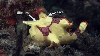 Mucky Secrets  Part 10  Frogfishes  Lembeh Strait [upl. by Nakre]